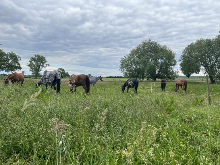 harmonischer Freizeitstall hat Plätze frei