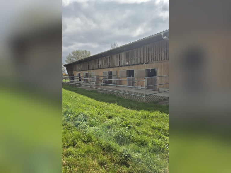 Paddockbo  Vollpension Selbstversorger 