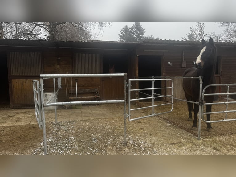 Paddockbox in Vollpension frei!