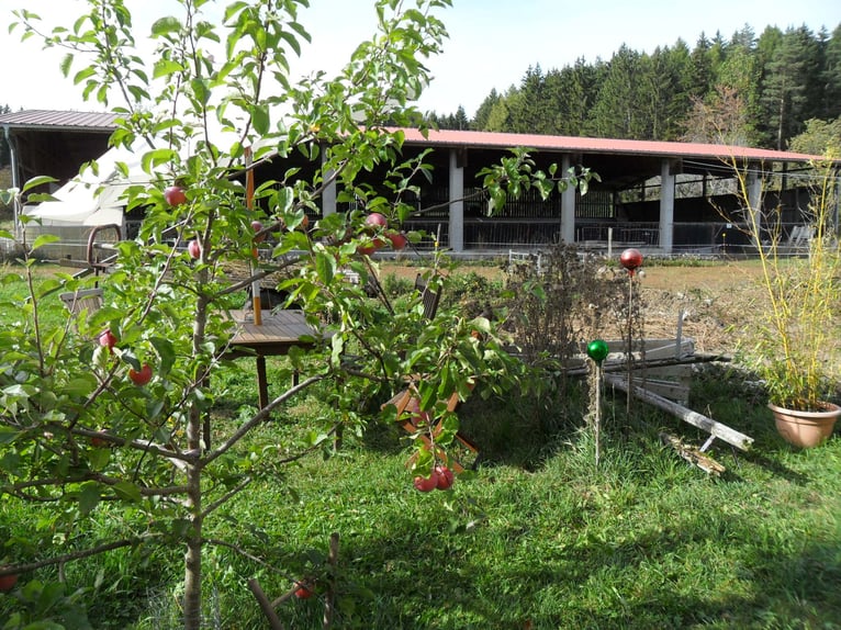 Pferdepension für einen Wallach oder Stute frei