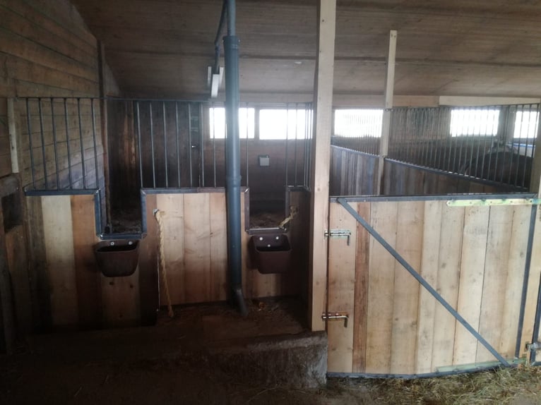 Pferdestall mit Paddockboxen, Innenboxen & Stalltrakt-Verpachtung