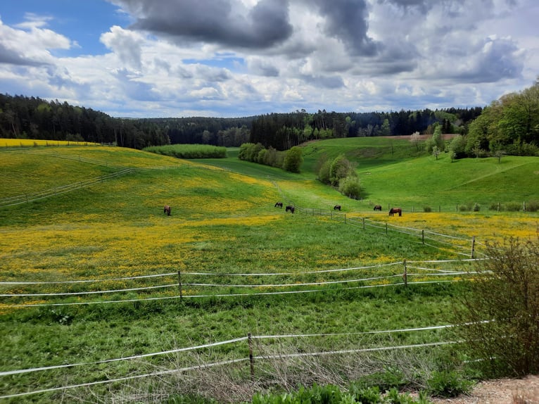 Pferdestall mit Paddockboxen, Innenboxen & Stalltrakt-Verpachtung