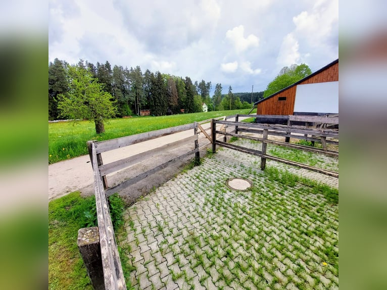 Puesto de paddock con paddock y pasto de acceso para 1-2 caballos