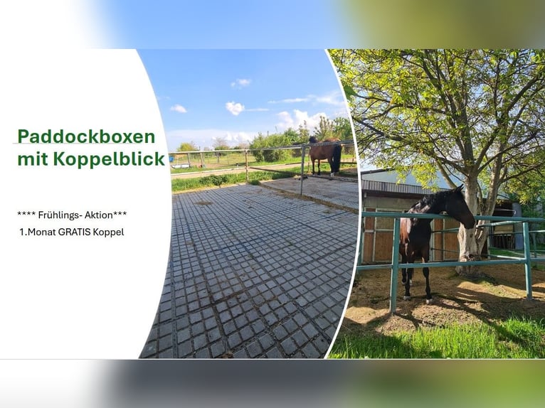 Puesto de paddock para estabulación