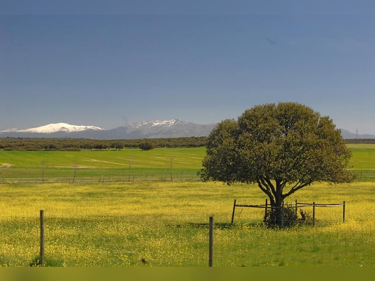 Pupilaje en plena naturaleza: boxes, paddock y prados