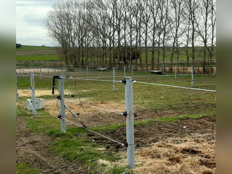 Pupilaje en plena naturaleza: boxes, paddock y prados