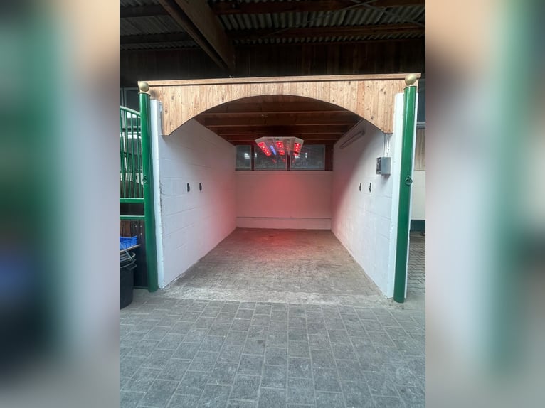 Se alquilan amplios boxes interiores y paddocks.