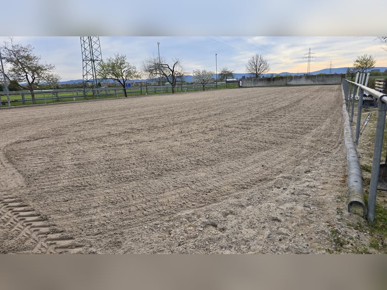 Se alquilan boxes en paddock libres en Mannheim-Seckenheim