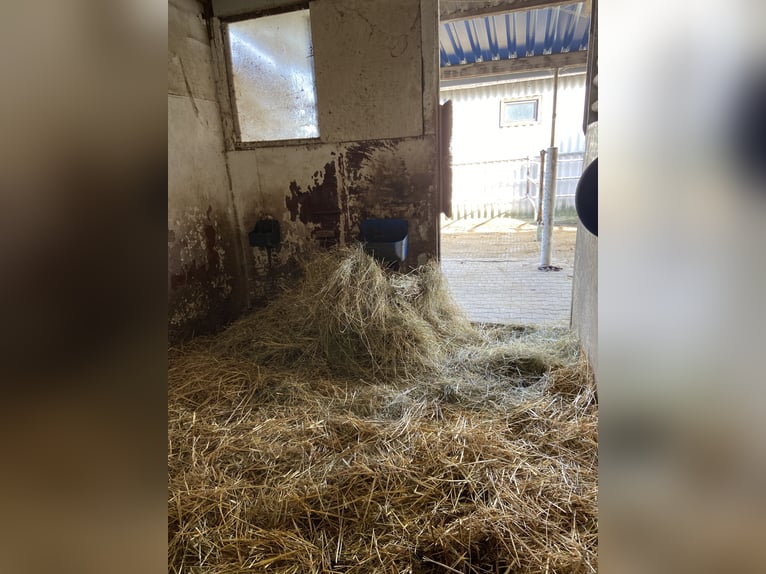 Stall frei, Paddock- Box frei auf familiären Hof, Vollpension