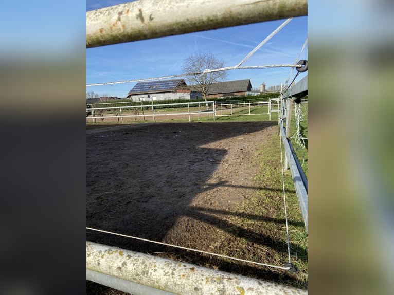 Stall frei, Paddock- Box frei auf familiären Hof, Vollpension