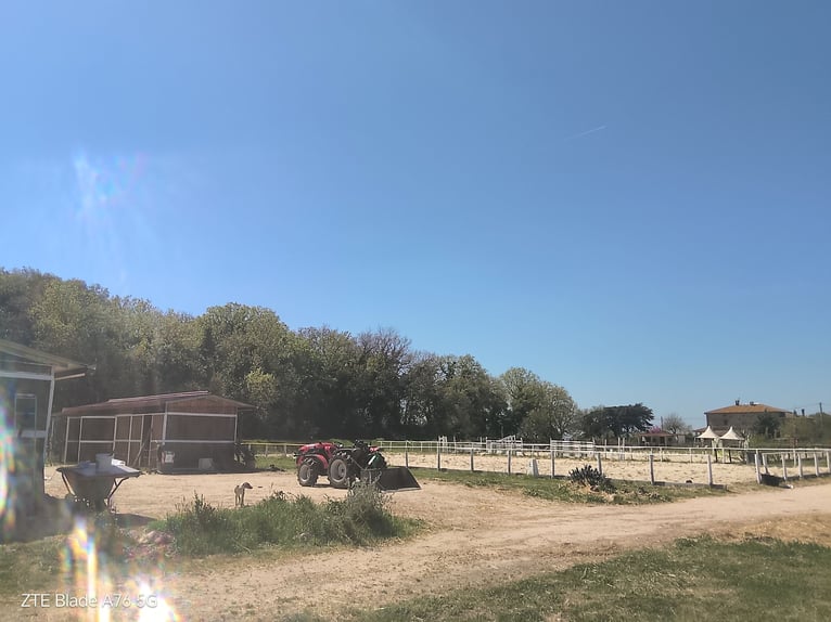 Alquiler de espacio en una explotación agrícola dedicada a la cría de ponis y caballos
