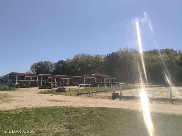 Alquiler de espacio en una explotación agrícola dedicada a la cría de ponis y caballos