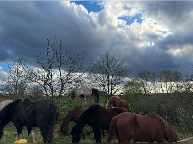 Espacios de rehabilitación para Huster en Thüngbach, 96132, bajo supervisión veterinaria