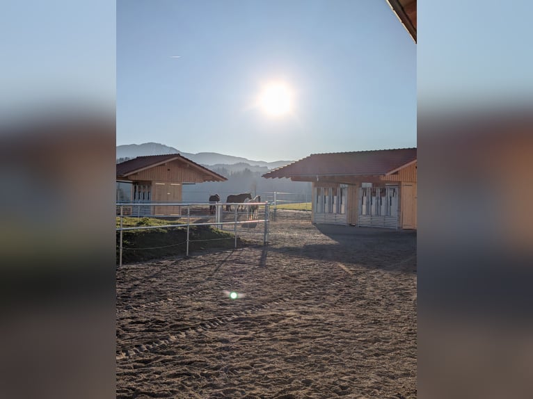 Establo activo en la finca ecuestre Ammerblick