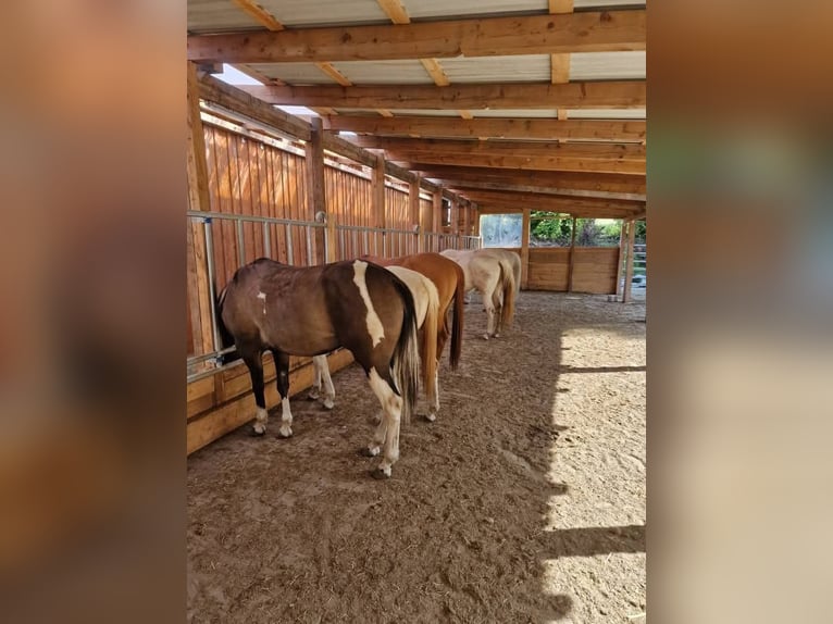 Establo de actividad en una nueva instalación disponible