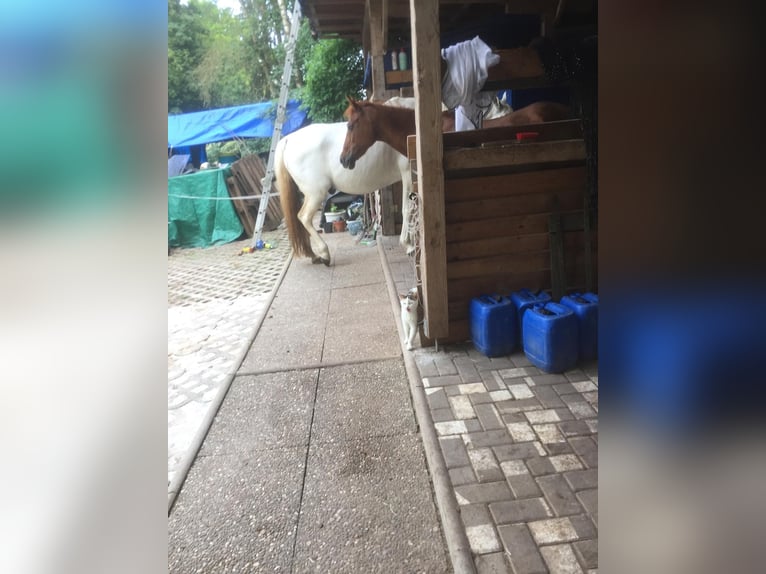 Gartengrundstück Mietgarten Pferde Offenstall Tierhaltung Anbau Gartengrundstück Mietgarten Pferde Offenstall Tierhaltung Anbau