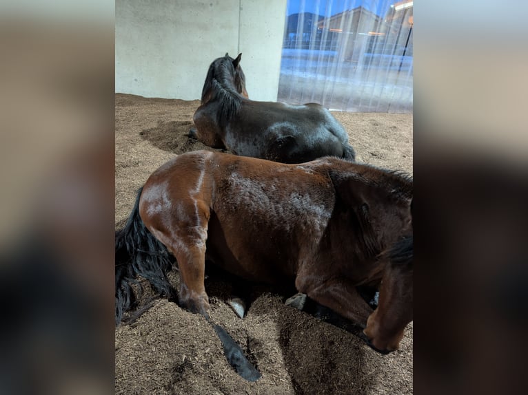 Nueva instalación de estabulación activa en la finca ecuestre Ammerblick!!
