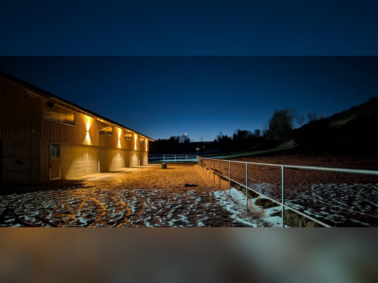 Nueva instalación de estabulación activa en la finca ecuestre Ammerblick!!