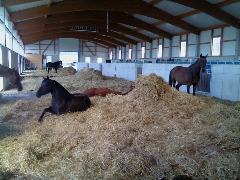 Pista activa con 2 pistas cubiertas y boxes con paddock