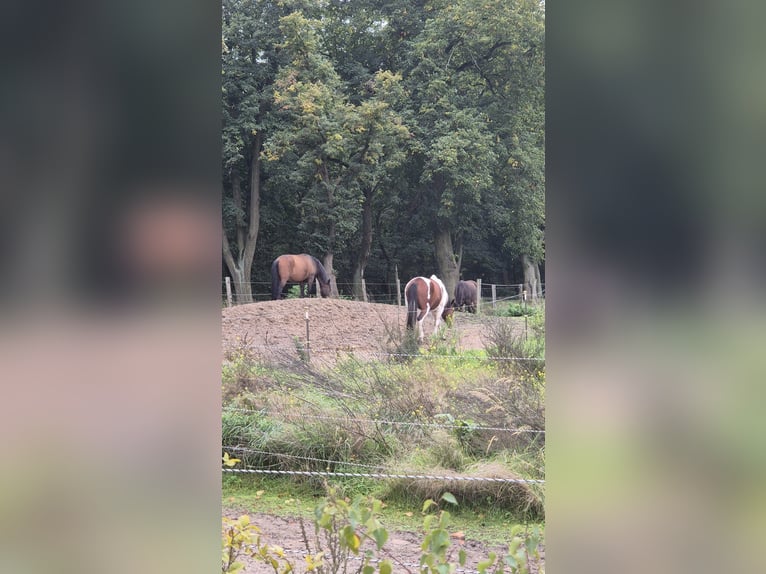 Plätze frei Aktivstall/Diätstall