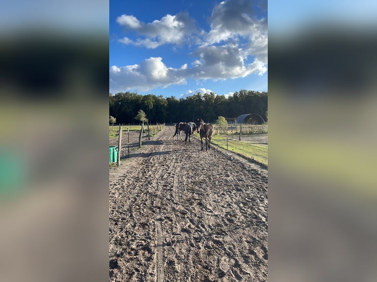 Plätze frei Aktivstall/Diätstall