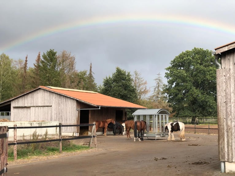 Puesto en establo activo / paddock en una finca ecuestre bien cuidada