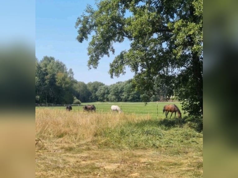 Stallplatz Offenstall/Trail/Aktivstall