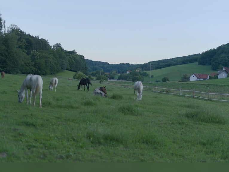 Un hogar para caballos mayores