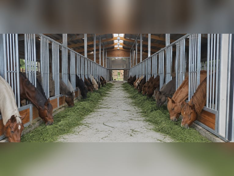 Comederos de pasto y comederos para heno para caballos, ideales para establos y fincas ecuestres