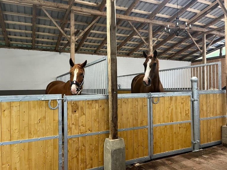 Fabricación de boxes para caballos y accesorios según sus deseos!