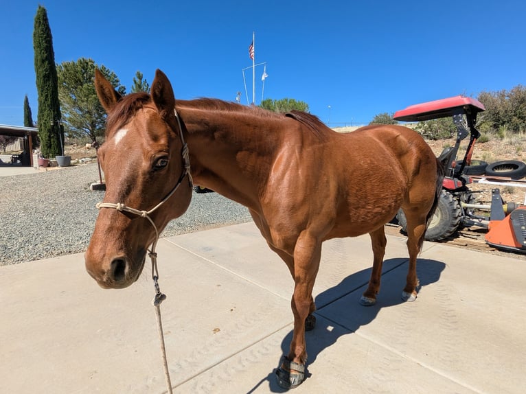 2 caballos Quarter Horse y TODO el equipo que necesitas