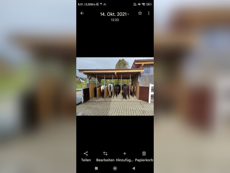 Boxe, estabulación o paddock libre disponible