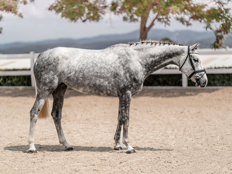 Fotografía de caballos