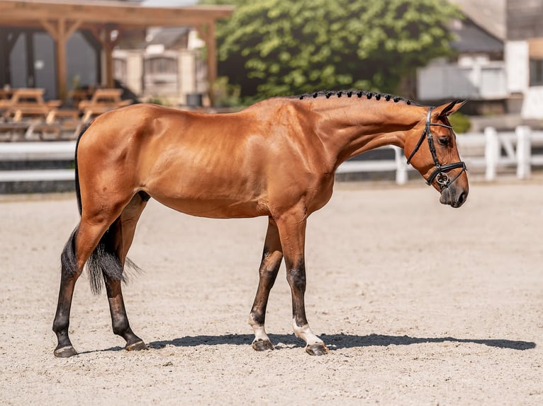 Fotografía de caballos