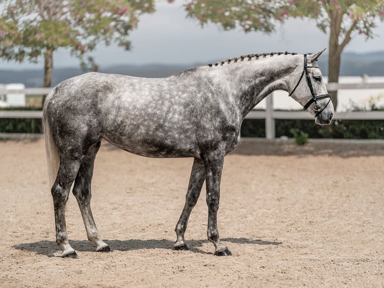 Fotografía de caballos