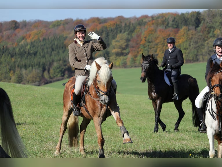    2 Tage Geländetraining „ Jagdreiten“  in Theorie und Praxis