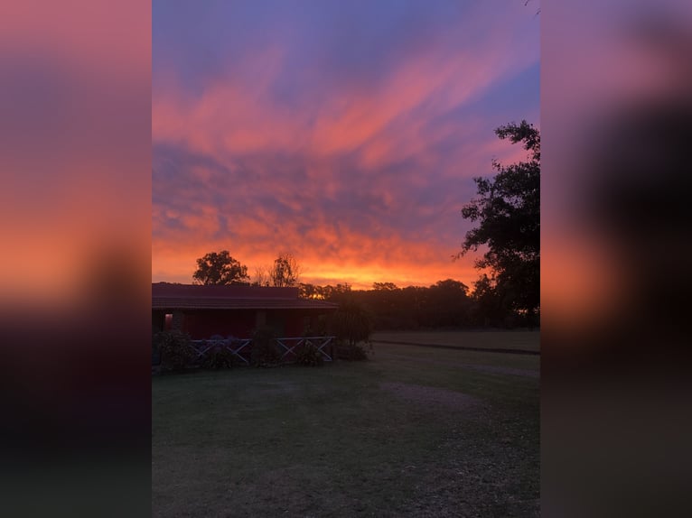 AUTHENTIC POLO RANCH NEAR BUENOS AIRES.