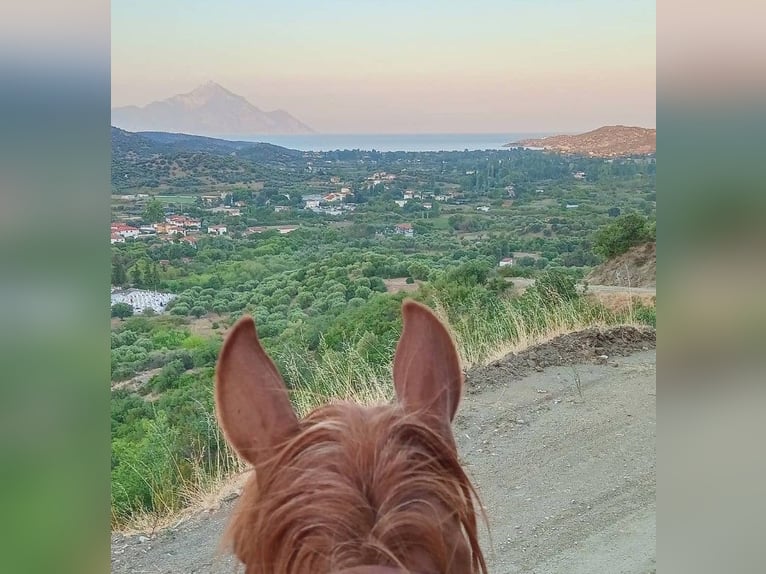 Paseo a caballo y vacaciones junto al mar para solteros o amigos. Máximo 2 personas. PindosHorseLand