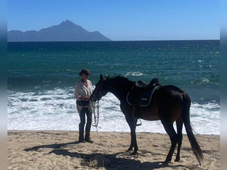 Paseo a caballo y vacaciones junto al mar para solteros o amigos. Máximo 2 personas. PindosHorseLand