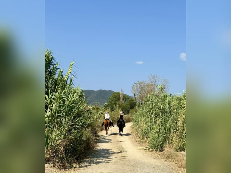 Paseo a caballo y vacaciones junto al mar para solteros o amigos. Máximo 2 personas. PindosHorseLand
