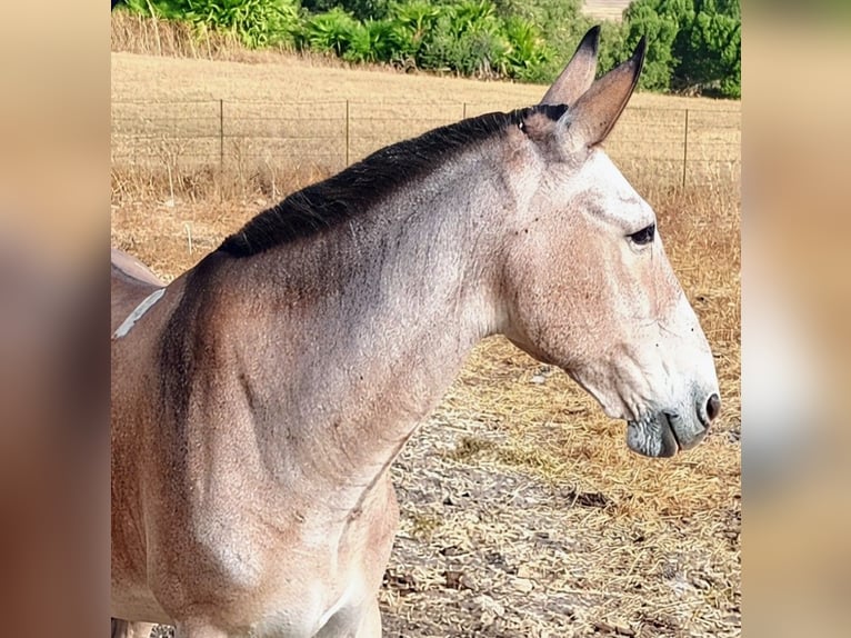 ¡Senderismo con mula y burro en Andalucía! 🇪🇦