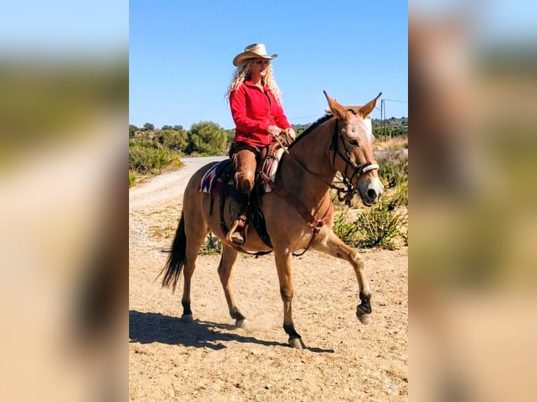 ¡Senderismo con mula y burro en Andalucía! 🇪🇦