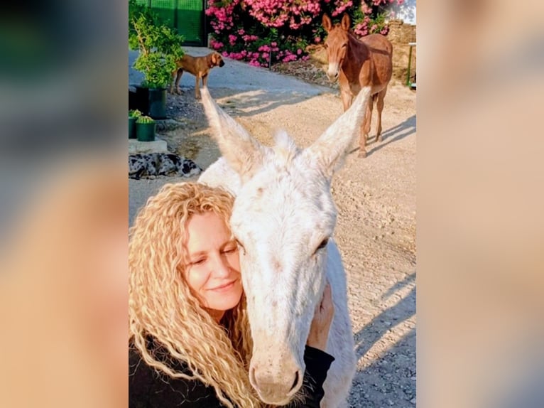 ¡Senderismo con mula y burro en Andalucía! 🇪🇦