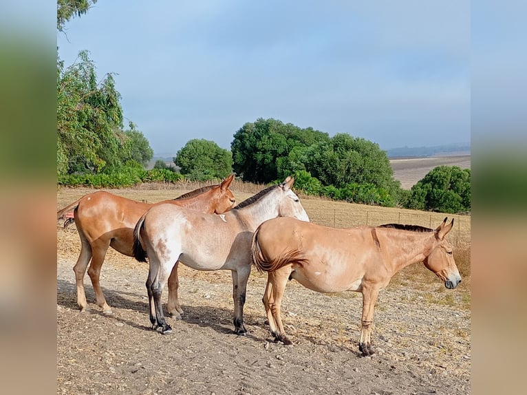 ¡Senderismo con mula y burro en Andalucía! 🇪🇦