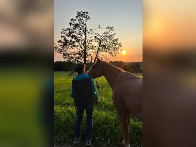 Urlaub mit Deinem eigenen Pferd