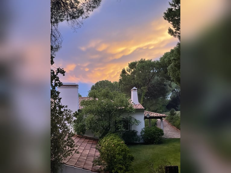 Vacaciones ecuestres exclusivas de primer nivel en Lusitano Masterhorses