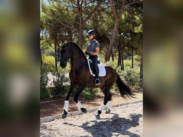 Vacaciones ecuestres exclusivas de primer nivel en Lusitano Masterhorses
