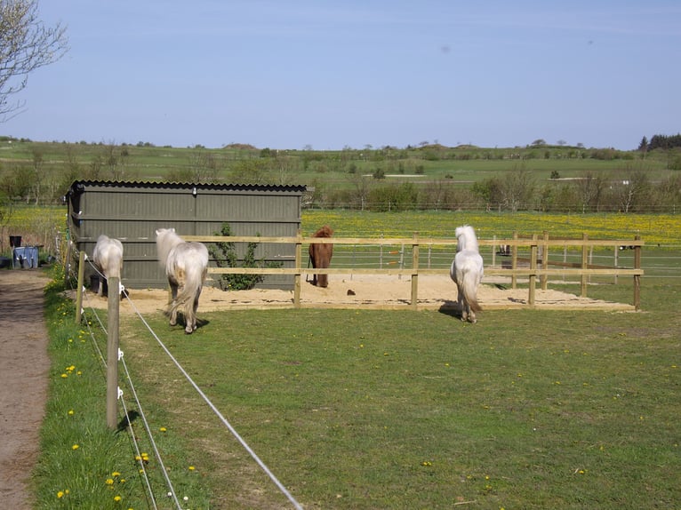 Dänemark Urlaub mit deinem eigenem Pferd 