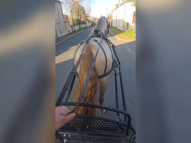 Escapada en familia en el corazón de una cuadra: naturaleza, caballos y bienestar