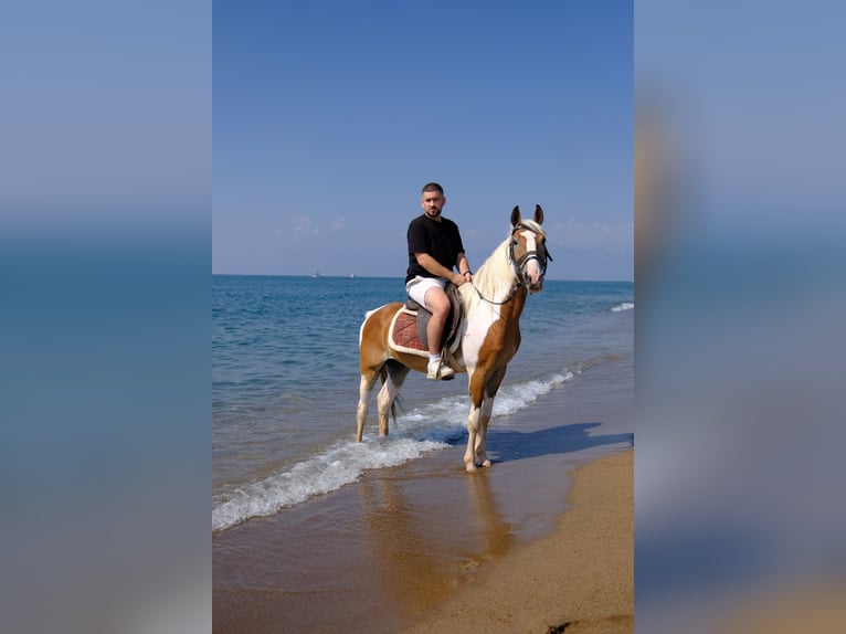 Paseo a caballo por la playa en Antalya